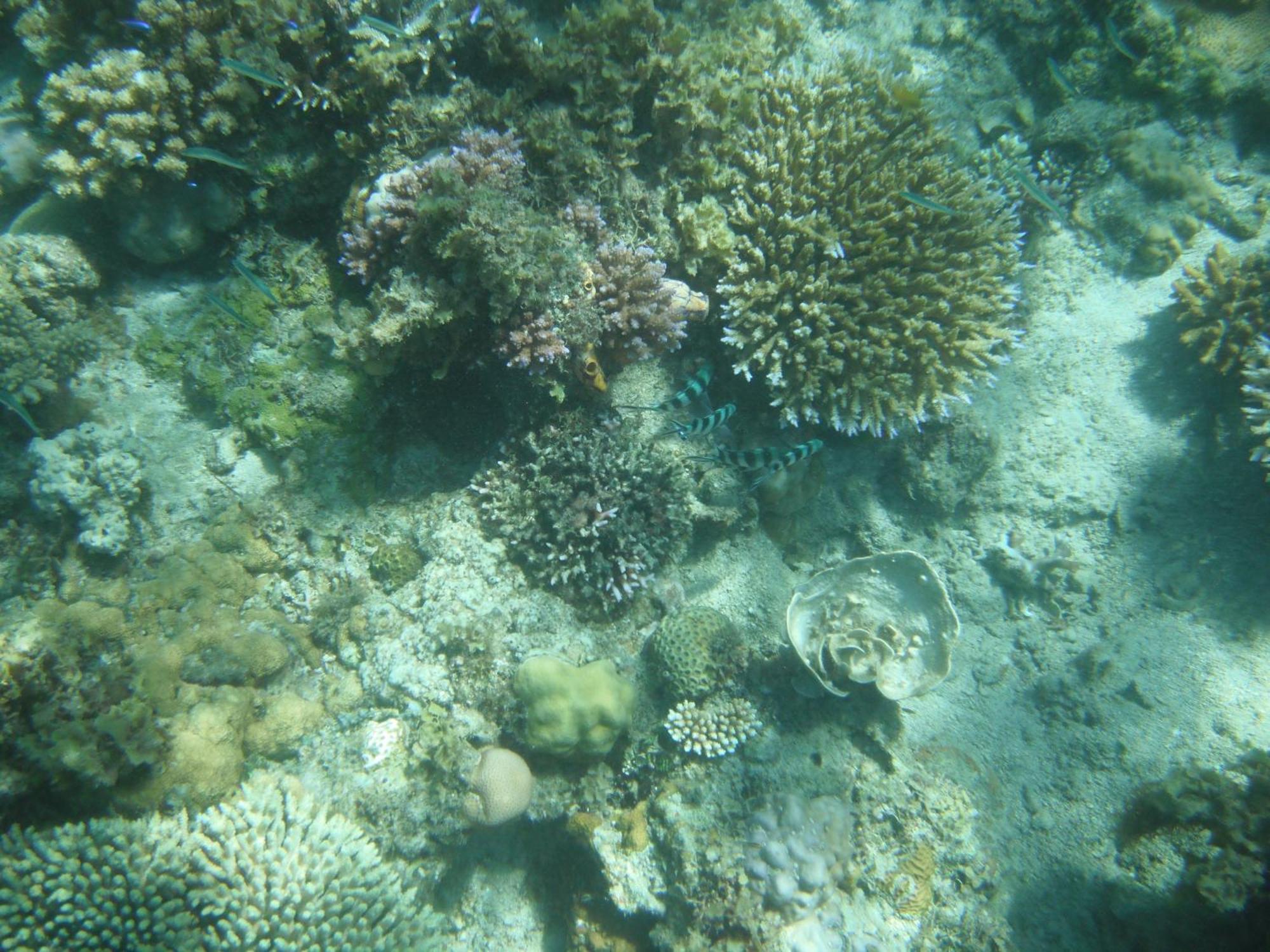 Playa Encantada Beach Resort El Nido Pokoj fotografie